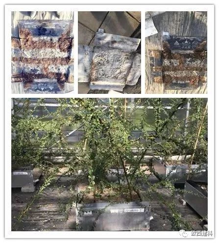 【喜大普奔】歐西建科耐根穿刺防水卷材順利通過(guò)北京園林所檢測(cè)！